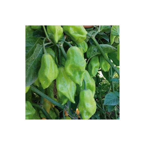 Pimenta de cheiro acemira